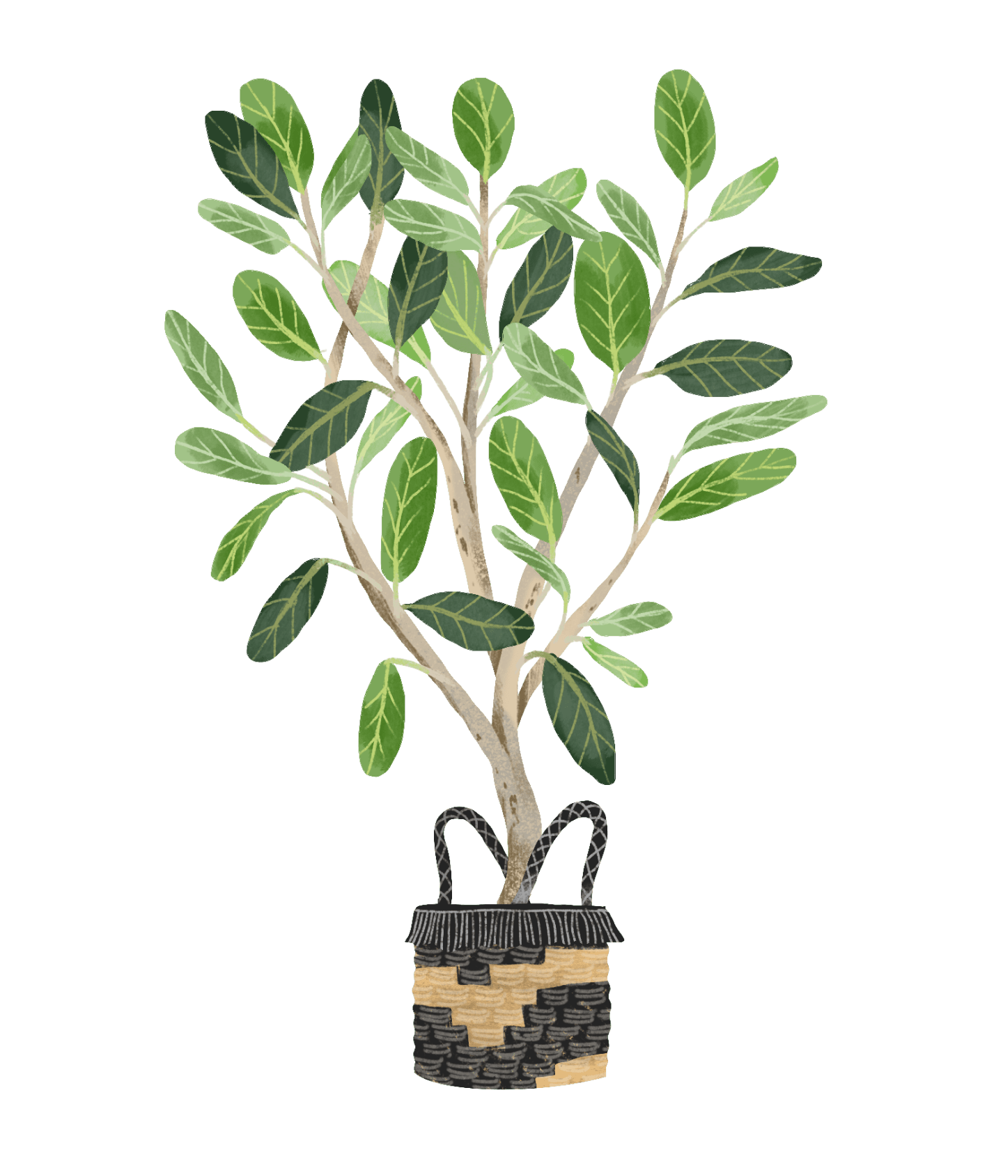 Ficus Audrey Plant Care Guide
